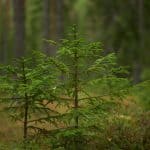 Announcing GreenCap’s Nature-Inspired Product Portfolio